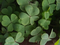 Oxalis