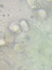 Oudemansiella limonispora