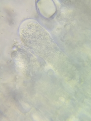 Oudemansiella limonispora