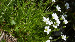 Arenaria grandiflora