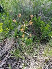 Euphorbia microcarpa