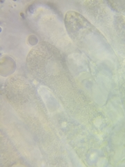 Oudemansiella limonispora