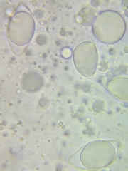 Oudemansiella limonispora