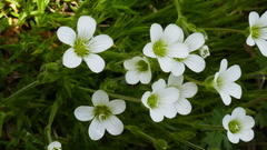 Arenaria grandiflora