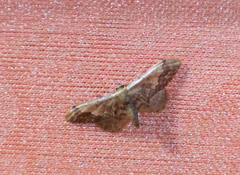 Idaea violacea