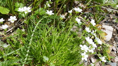 Arenaria grandiflora