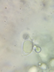 Oudemansiella limonispora