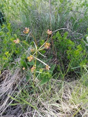 Euphorbia microcarpa