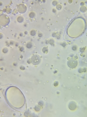 Oudemansiella limonispora
