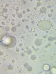 Oudemansiella limonispora