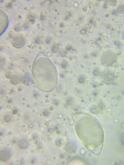 Oudemansiella limonispora