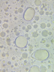 Oudemansiella limonispora