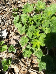 Leonurus quinquelobatus