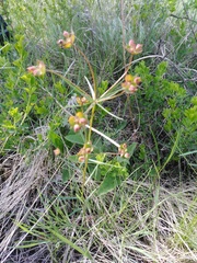 Euphorbia microcarpa