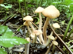 Desarmillaria caespitosa image