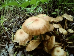 Desarmillaria caespitosa image