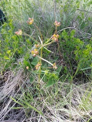 Euphorbia microcarpa