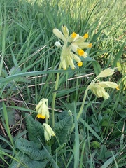 Primula veris veris