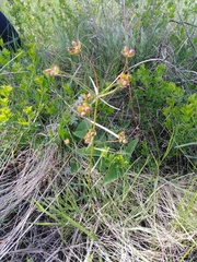 Euphorbia microcarpa