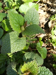 Lamium maculatum