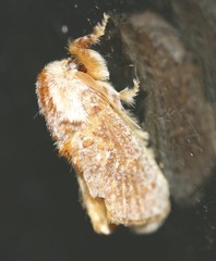 Pseudanapaea denotata