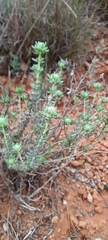 Teucrium lusitanicum