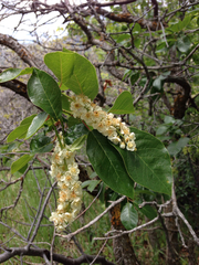 Prunus virginiana virginiana