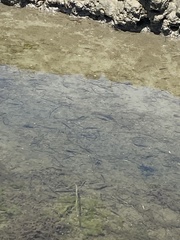 Fundulus parvipinnis