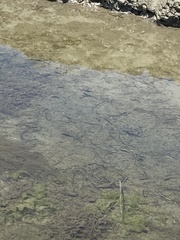 Fundulus parvipinnis