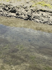 Fundulus parvipinnis