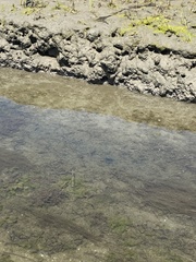 Fundulus parvipinnis