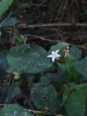 Psychotria suterella