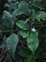Psychotria suterella