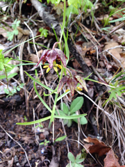 Fritillaria atropurpurea