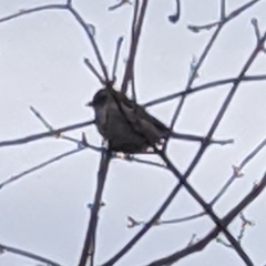 Spizelloides arborea