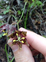 Fritillaria atropurpurea