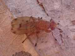 Suillia quinquepunctata