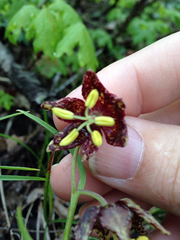 Fritillaria atropurpurea