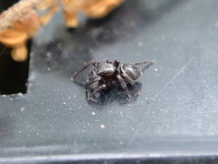 Chalcoscirtus diminutus