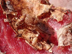 Suillia quinquepunctata