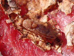 Suillia quinquepunctata