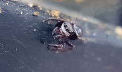 Chalcoscirtus diminutus