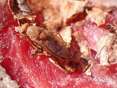 Suillia quinquepunctata