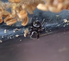 Chalcoscirtus diminutus