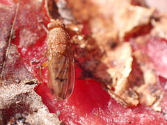 Suillia quinquepunctata