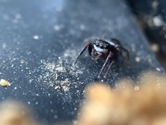 Chalcoscirtus diminutus