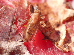 Suillia quinquepunctata