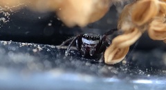 Chalcoscirtus diminutus