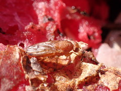 Suillia quinquepunctata