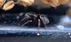 Chalcoscirtus diminutus